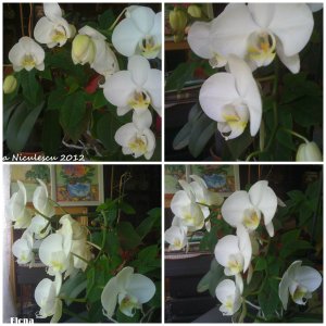 collage-orhidee-alba